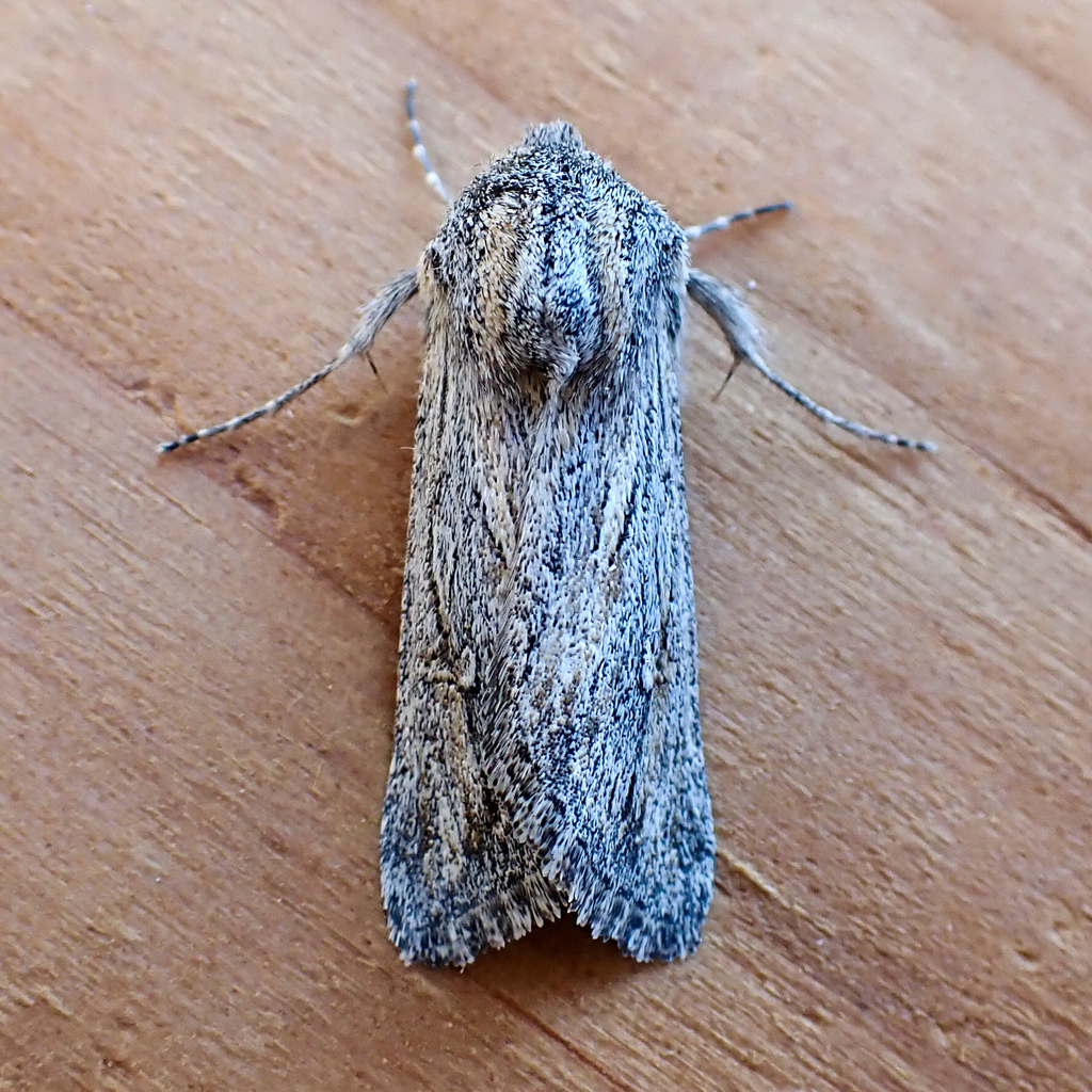 Eucoptocnemis canescens