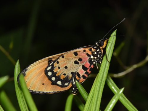 Natal Acraea photo 5