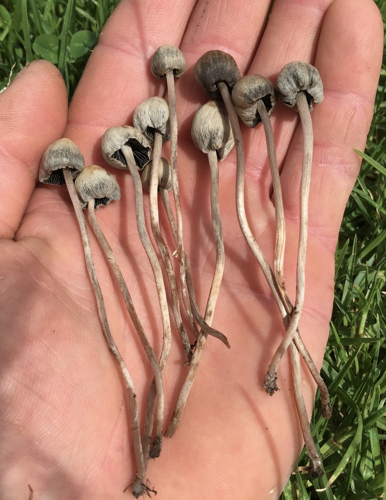 Panaeolus nirimbii