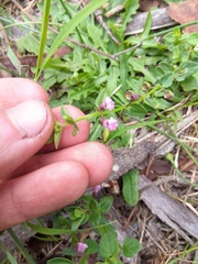 Scutellaria humilis, photograph (c) porkytama, some rights reserved (CC BY)