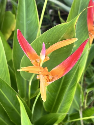 Foto de Bananeira-de-jardim