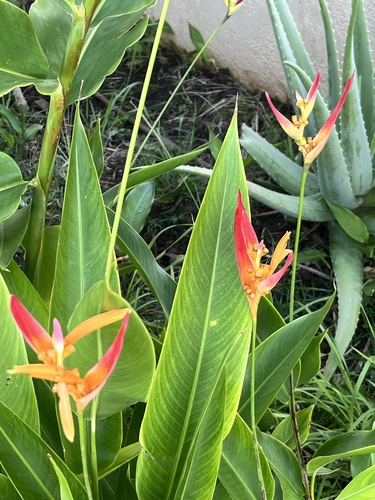 Foto de Bananeira-de-jardim