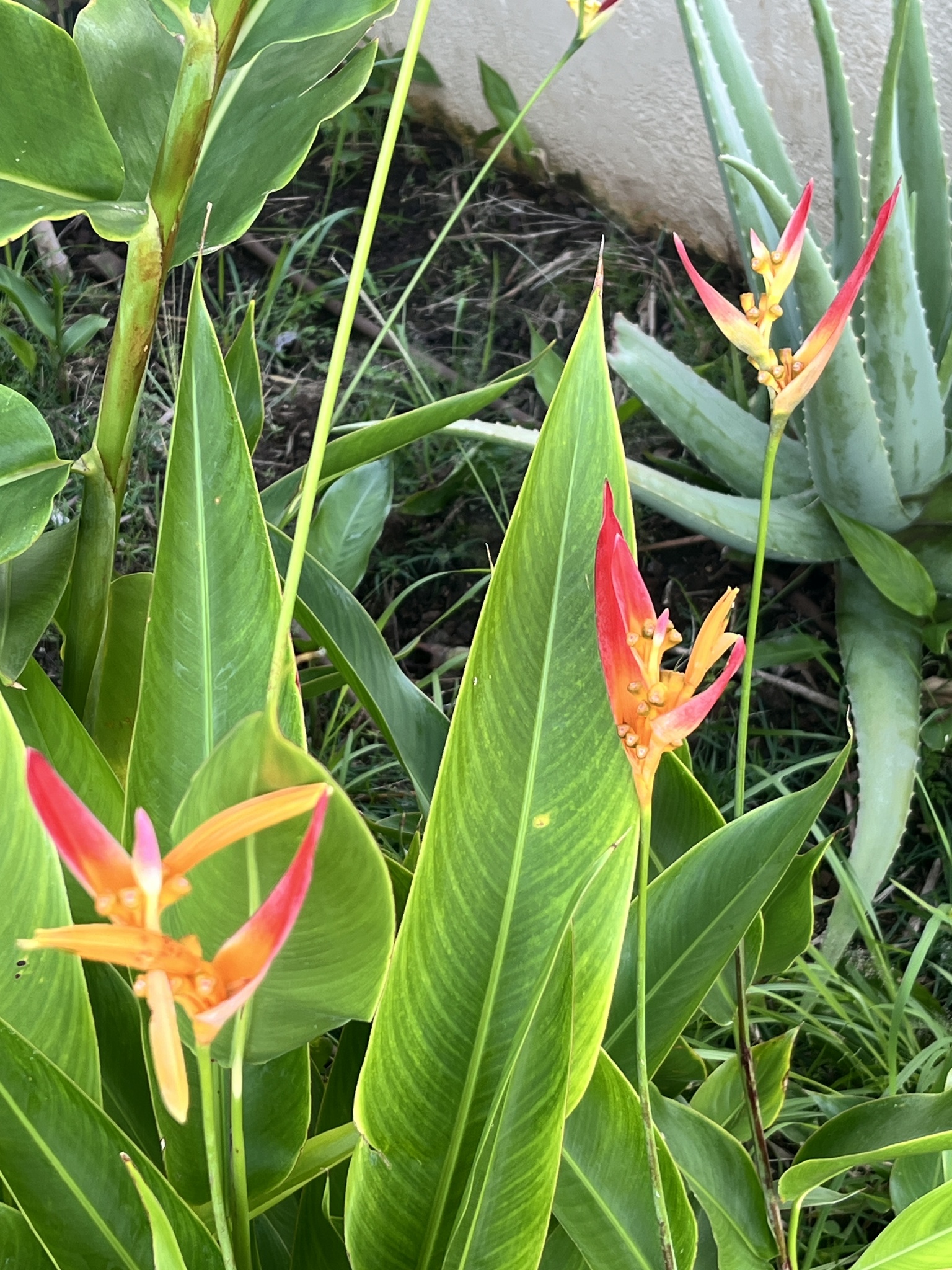 Imagem de Bananeira-de-jardim