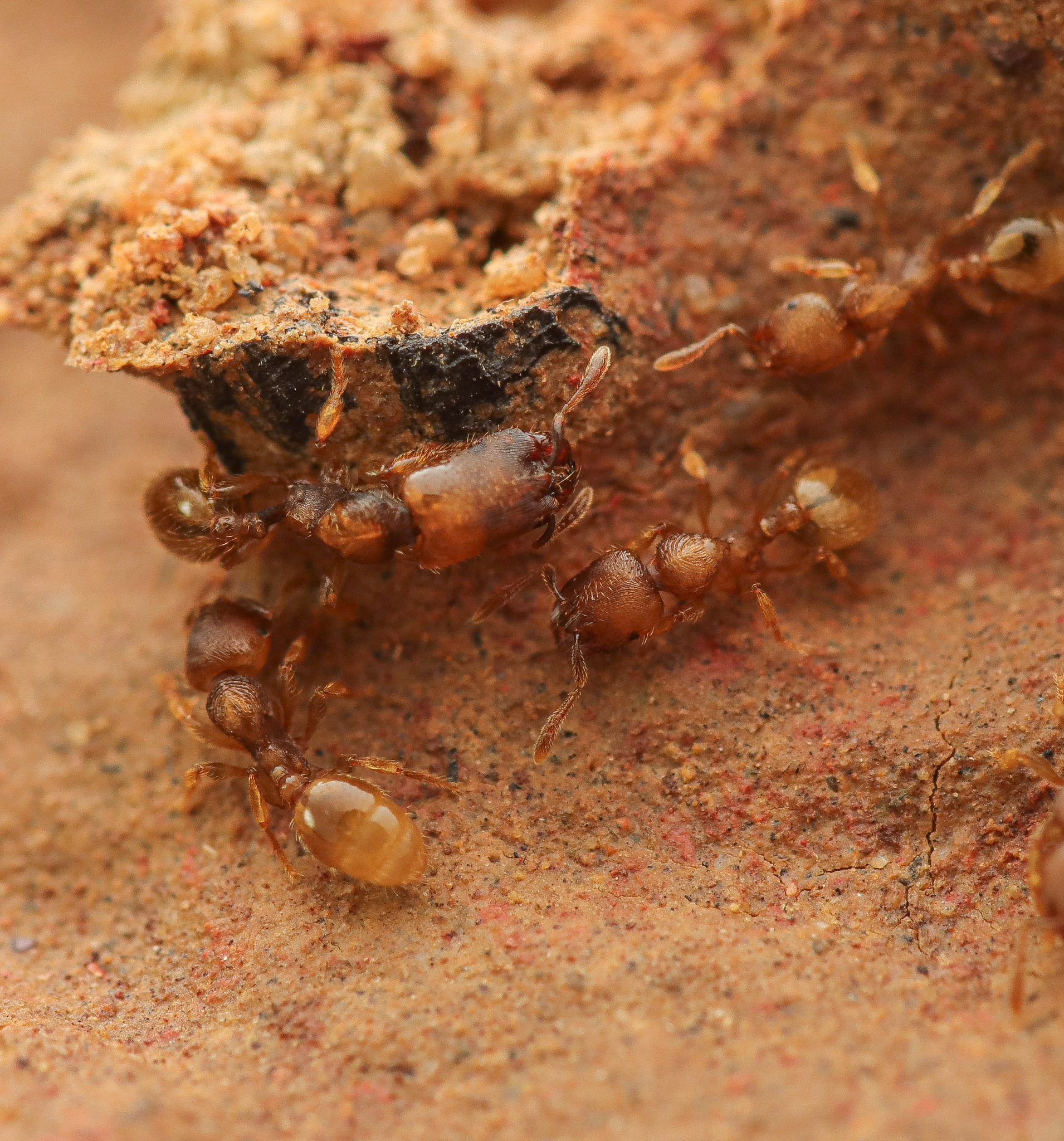 Adlerzia froggatti