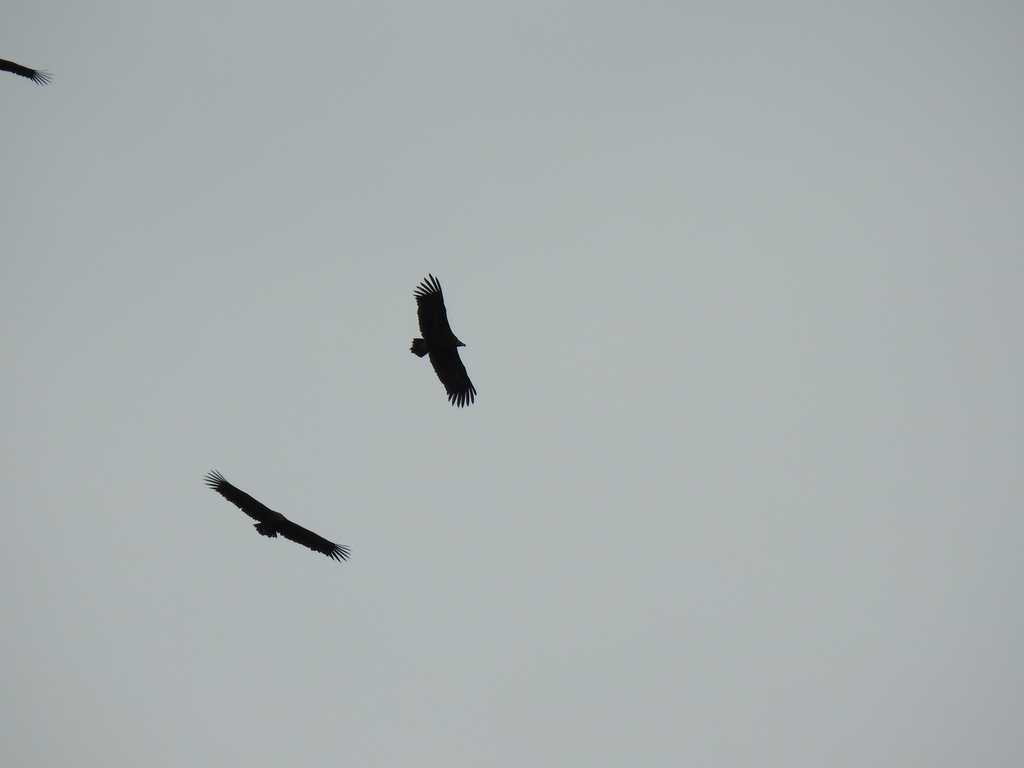 Cinereous Vulture In January 2024 By INaturalist   Large 