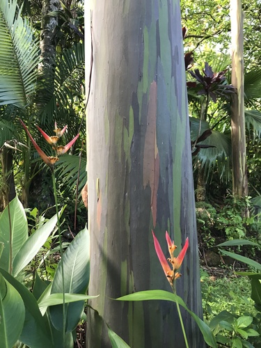 Foto de Eucalipto Arco-Íris