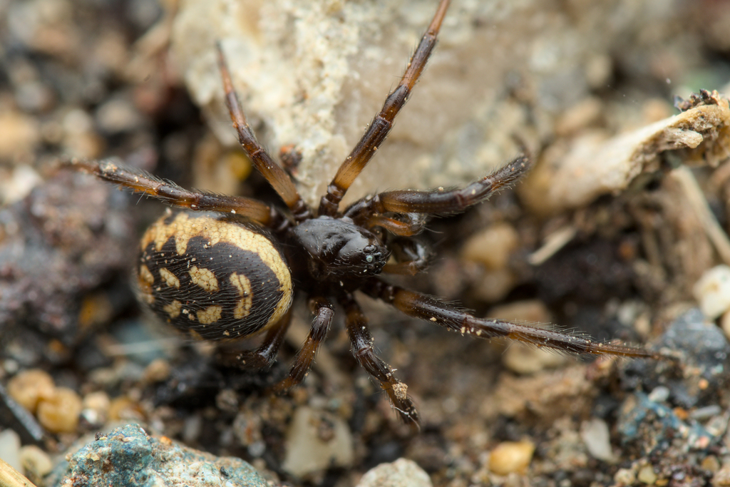 Steatoda incomposita