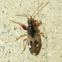 Pseudopamera nitidula