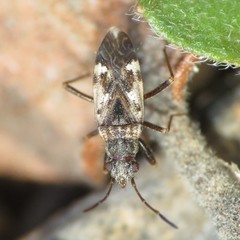 Ligyrocoris delitus