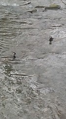 Cinclus cinclus gularis