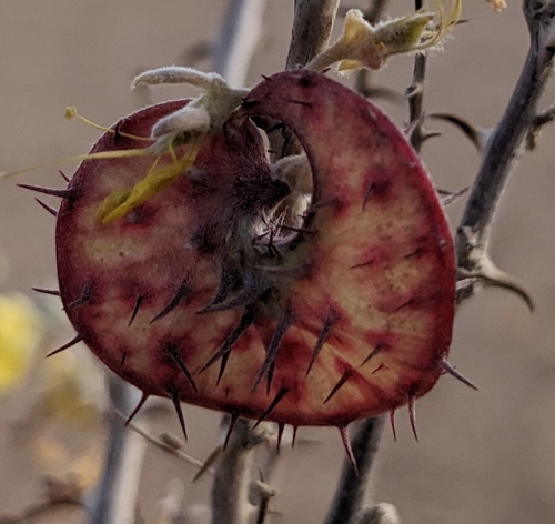 Image of Hererolandia pearsonii by (c) Rhonda Ridley, some rights reserved (CC BY-SA)