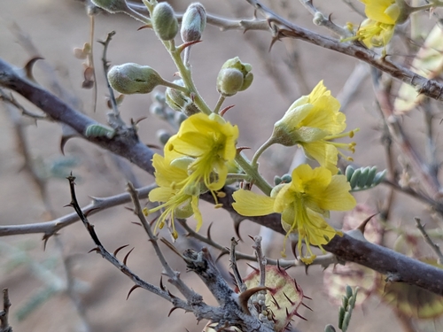 Image of Hererolandia pearsonii by (c) Rhonda Ridley, some rights reserved (CC BY-SA)