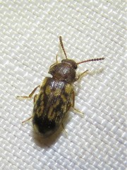 Mycetophagus pluripunctatus