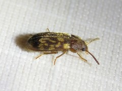 Mycetophagus pluripunctatus