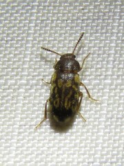 Mycetophagus pluripunctatus