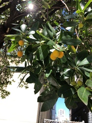 Arbutus unedo