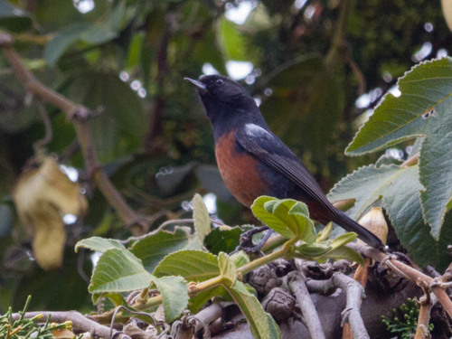 Mérida Flowerpiercer