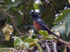 Merida Flowerpiercer photo 1