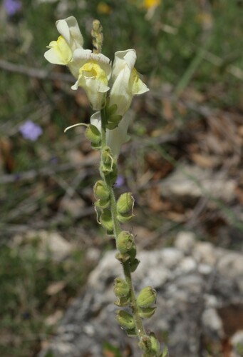 Antirrhinum latifolium (Antirrhinum latifolium)