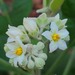 Potato Tree - Photo (c) Pura Vida!, some rights reserved (CC BY-NC-SA), uploaded by Pura Vida!