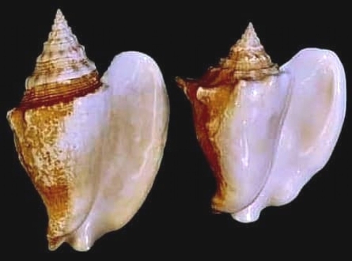 Milk Conch