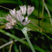 Allium hickmanii - Photo (c) John Game, μερικά δικαιώματα διατηρούνται (CC BY-NC-SA)