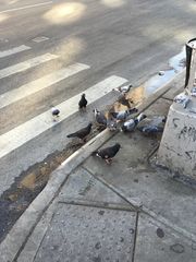 Columba livia domestica
