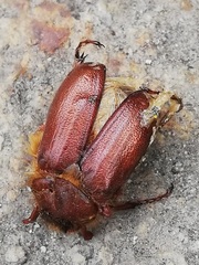 Holochelus aequinoctialis