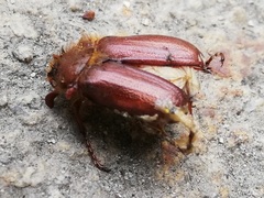 Holochelus aequinoctialis