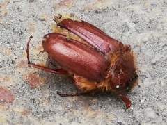 Holochelus aequinoctialis