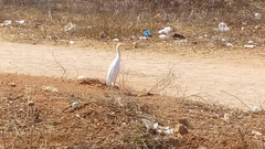 Bubulcus ibis