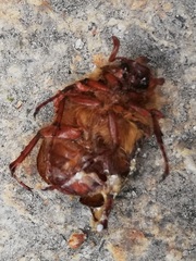 Holochelus aequinoctialis