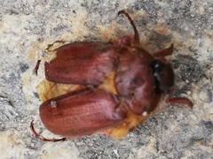 Holochelus aequinoctialis