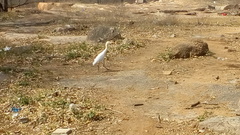Bubulcus ibis