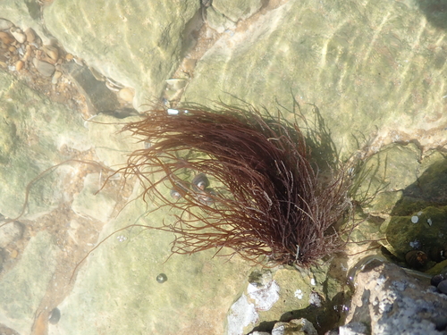 Image of Gracilaria gracilis by (c) Julien Renoult, some rights reserved (CC BY)