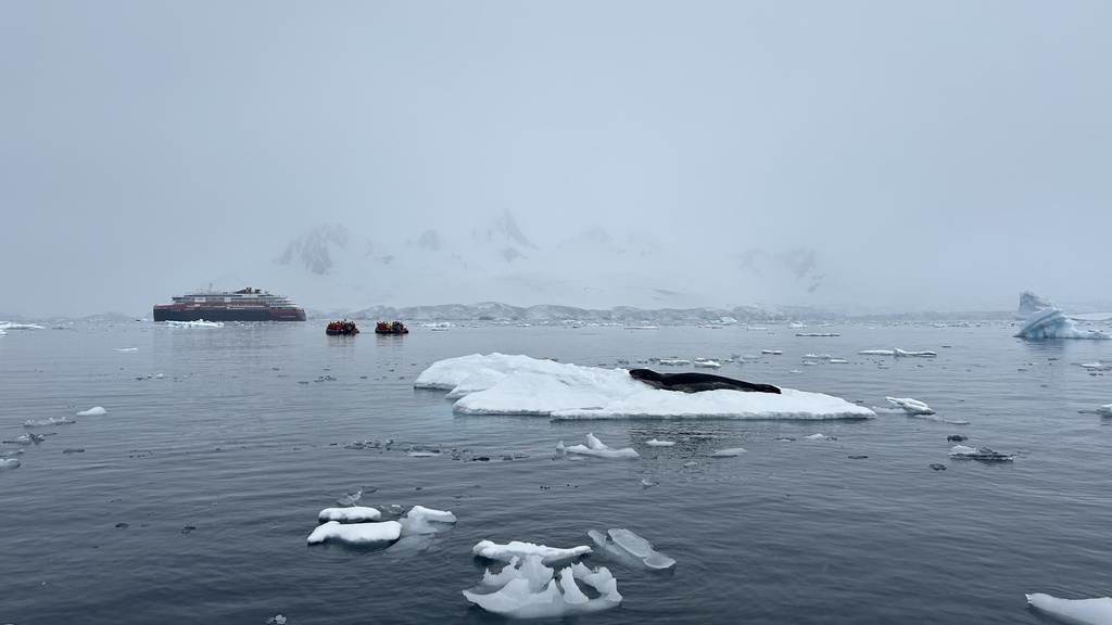 Leopard Seal From AQ On January 5 2024 At 11 20 AM By Brendan Murtha   Large 