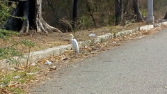 Bubulcus ibis