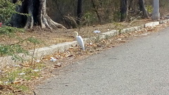 Bubulcus ibis