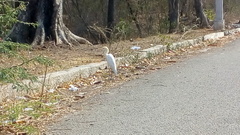 Bubulcus ibis