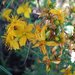 Scouler's St. John's Wort - Photo (c) Carolannie--slow return, some rights reserved (CC BY-NC-ND)