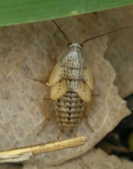 Ectobius pallidus