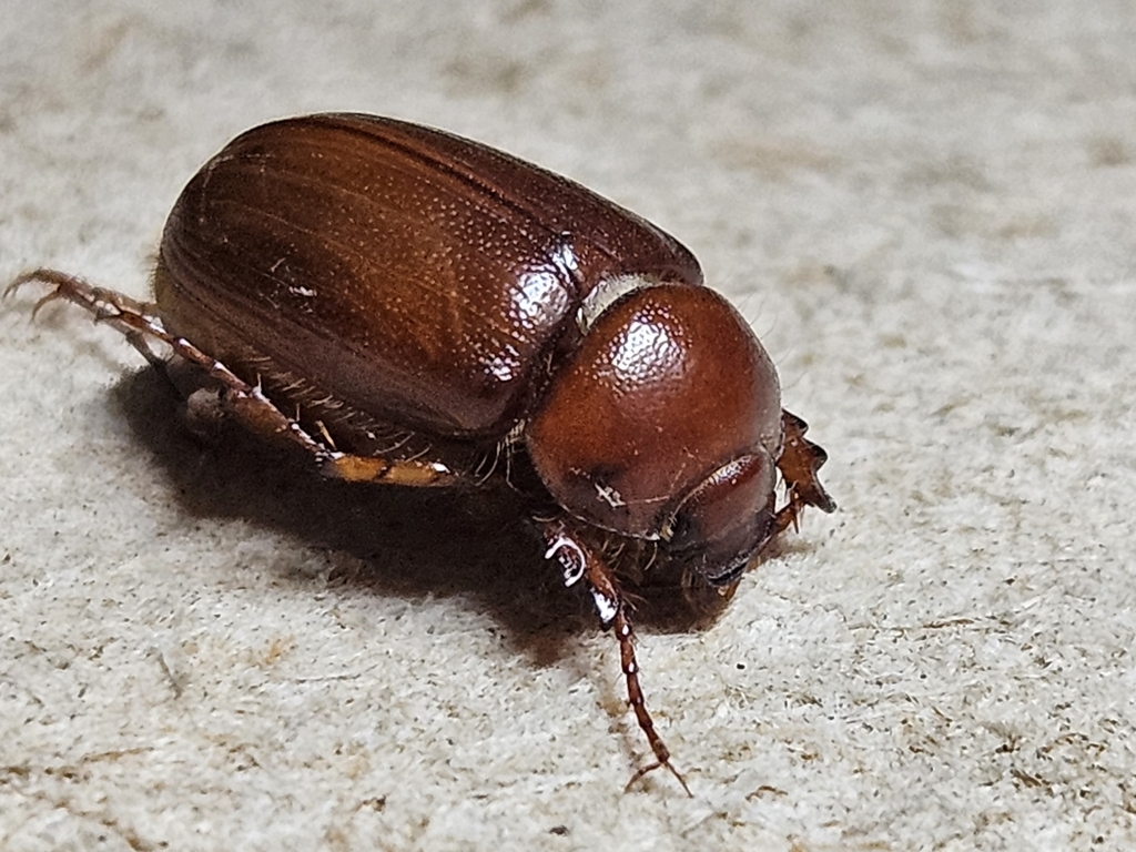 June Beetles In January 2024 By Tahnae INaturalist   Large 