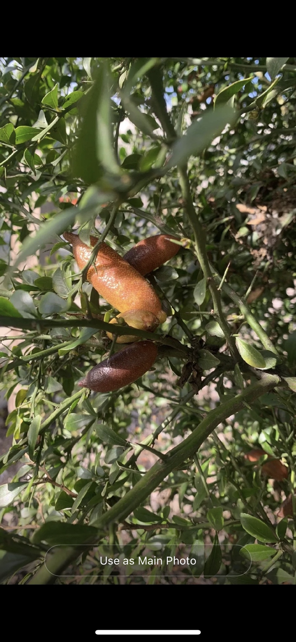 Imagem de Finger lime