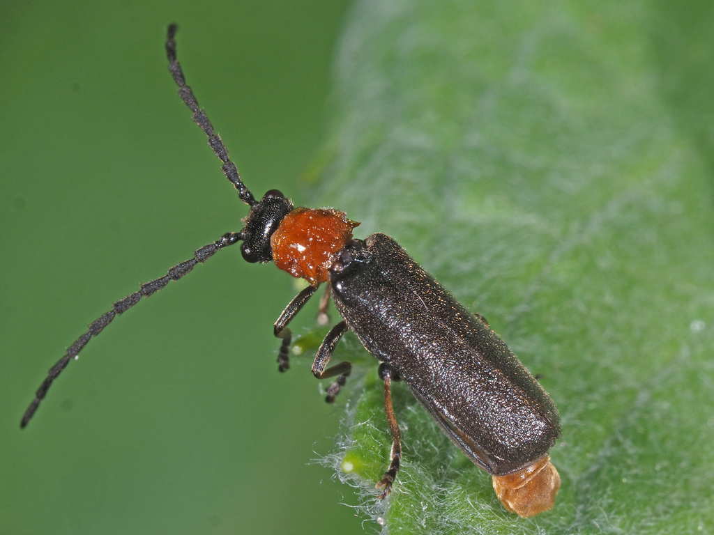 Silis ruficollis