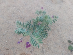 Astragalus sabulonum