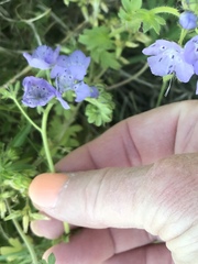 Phacelia hirsuta