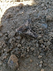 Euproserpinus phaeton