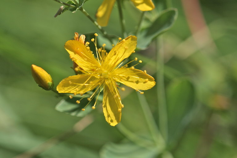 Hypericum formosum