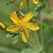 Western St. John's Wort - Photo (c) 2011 Steven Thorsted, some rights reserved (CC BY-NC)