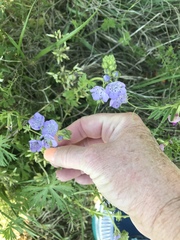 Phacelia hirsuta